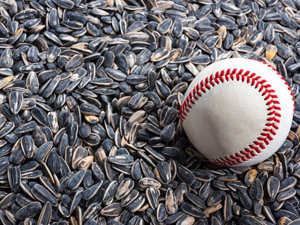 Why Do Baseball Players Chew Sunflower Seeds The Secret Behind their